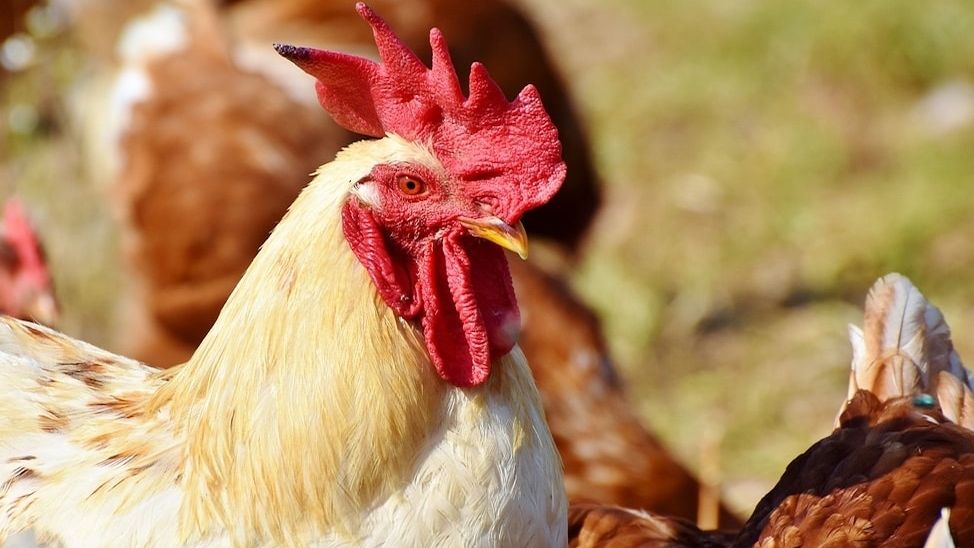 ¿Cuánto tiempo puede vivir un pollo sin cabeza?