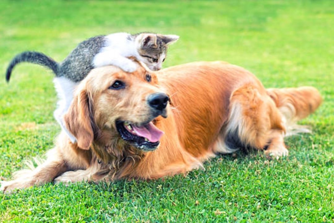 Estas son las 5 razas de perro que mejor se llevan con los gatos