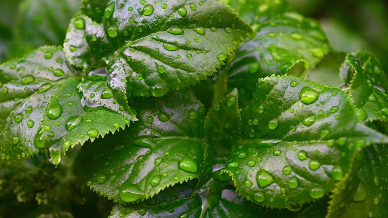3 tips para limpiar las hojas de tus plantas