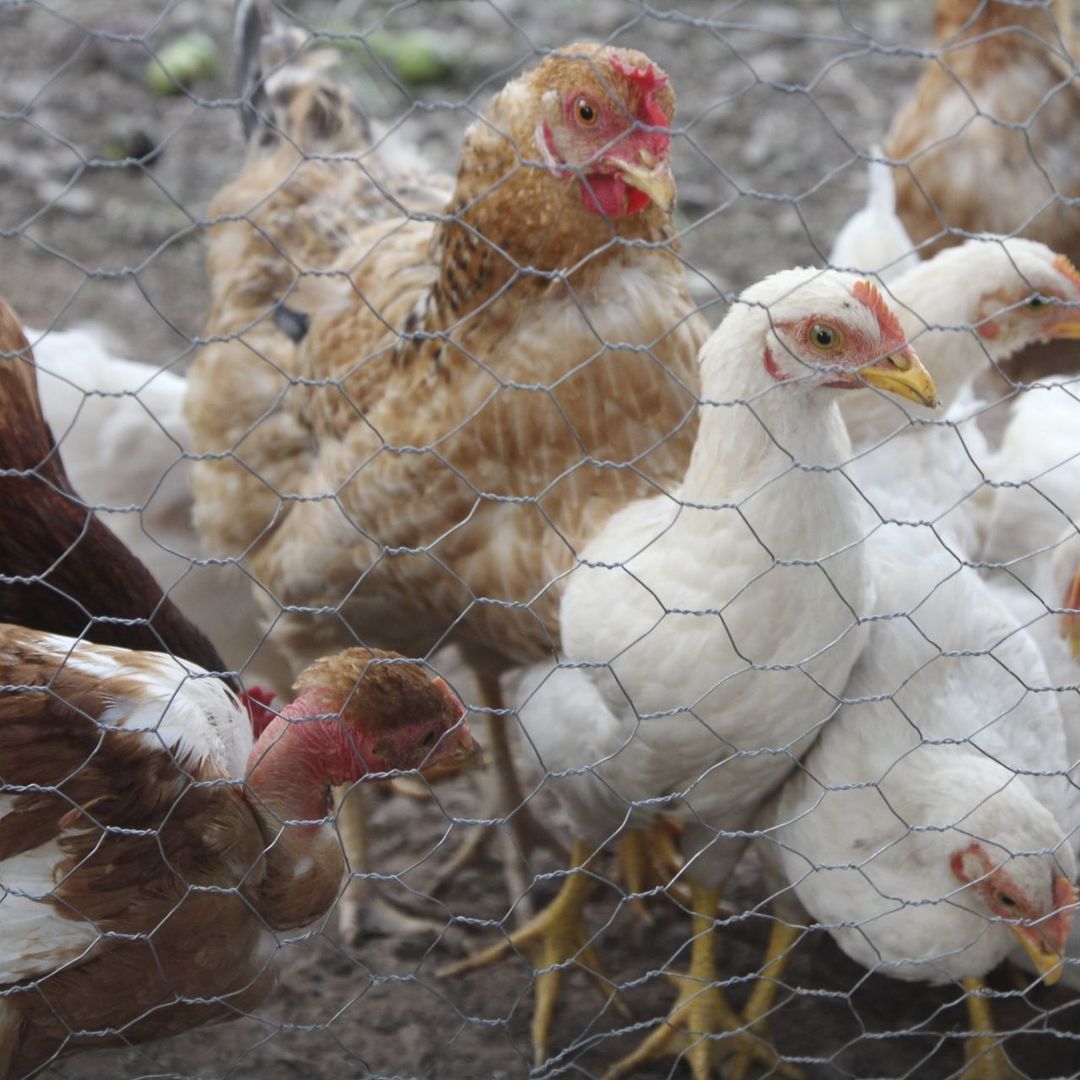 Las autoridades no han especificado cuántas aves tienen el virus ni cuántas serán sacrificadas. Foto: Cuartoscuro/Archivo
