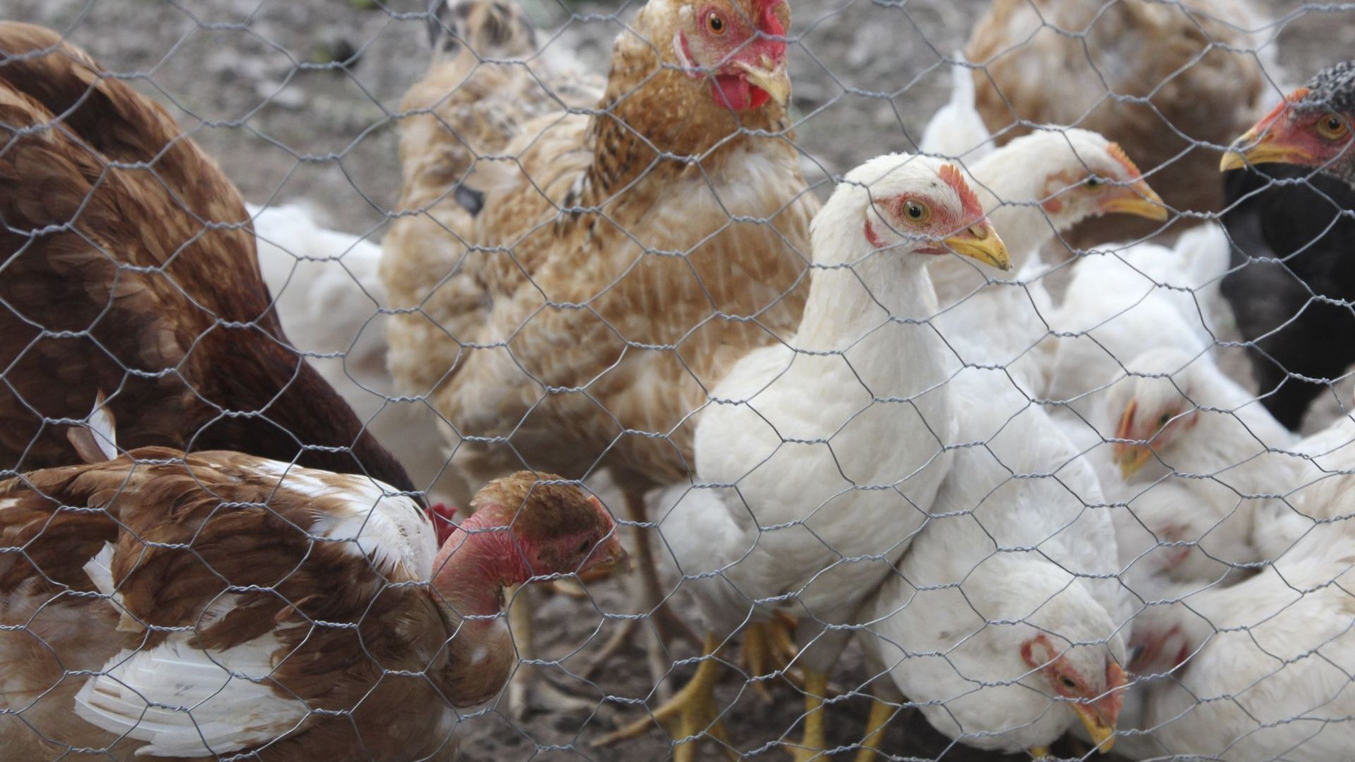 Las autoridades no han especificado cuántas aves tienen el virus ni cuántas serán sacrificadas. Foto: Cuartoscuro/Archivo
