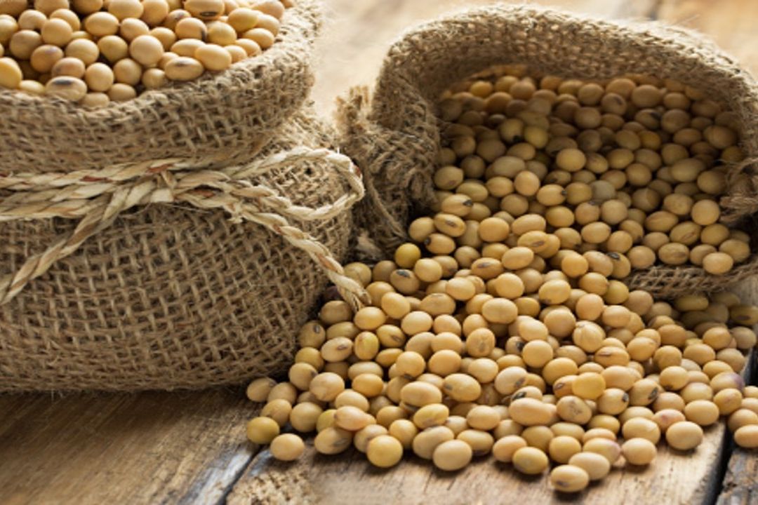 Soya: ¿Cómo hidratarla y cuánto es su tiempo de cocción?