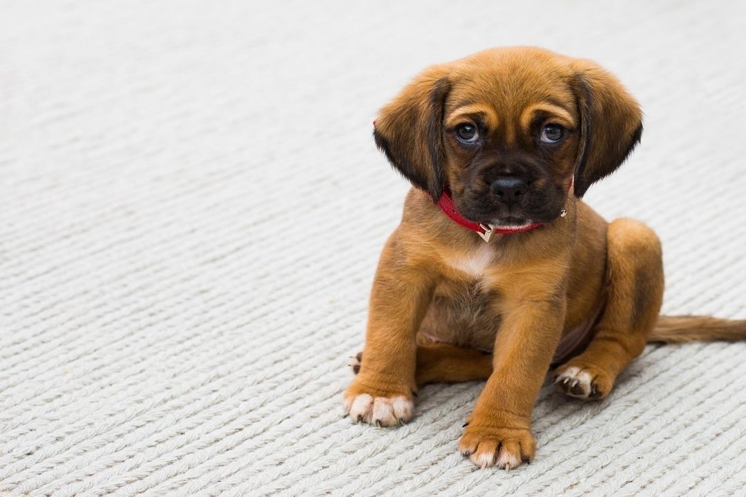 ¿Por qué llamamos a los perros "Firulais"?