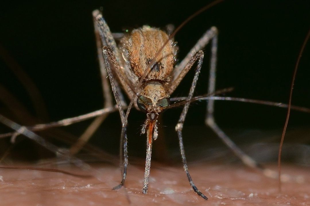 ¿Te pican mucho los mosquitos? Estas son las razones, según la ciencia