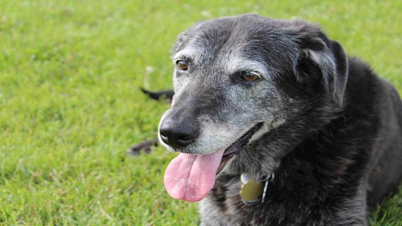 ¿A partir de qué edad un perro es considerado viejo y qué cuidados darle?