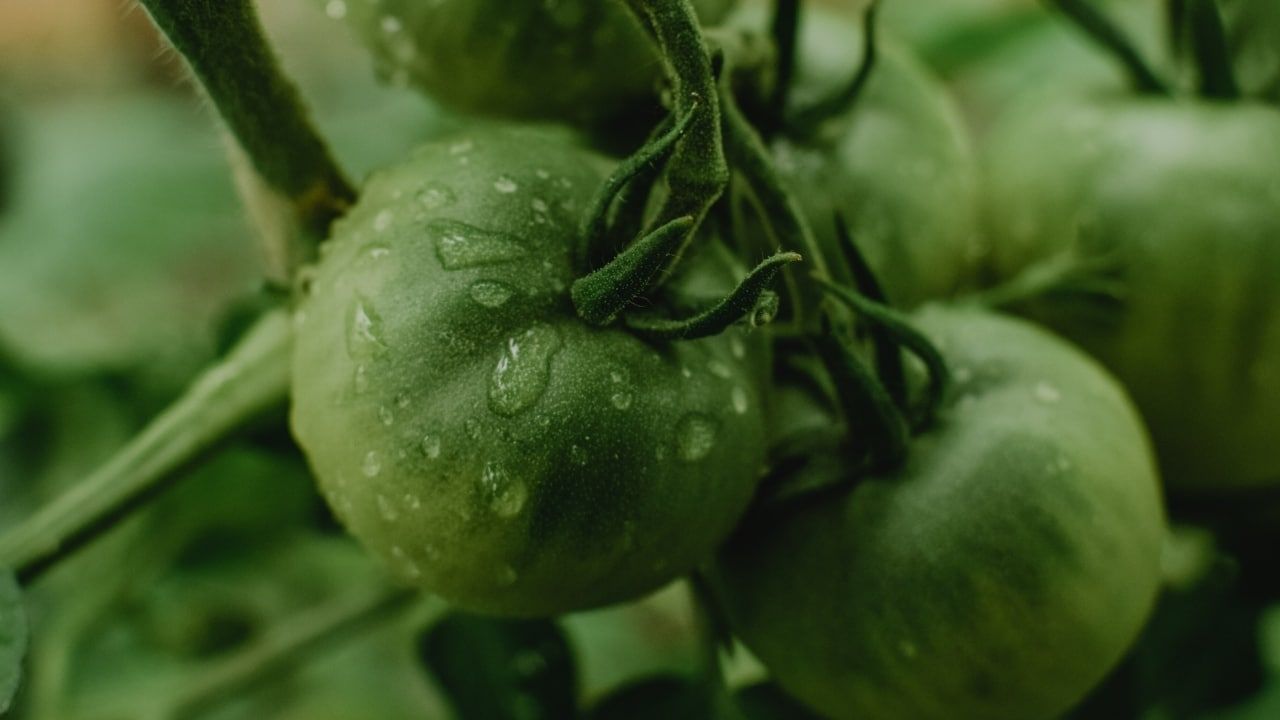 Así puedes aprovechar las cáscaras del tomate verde