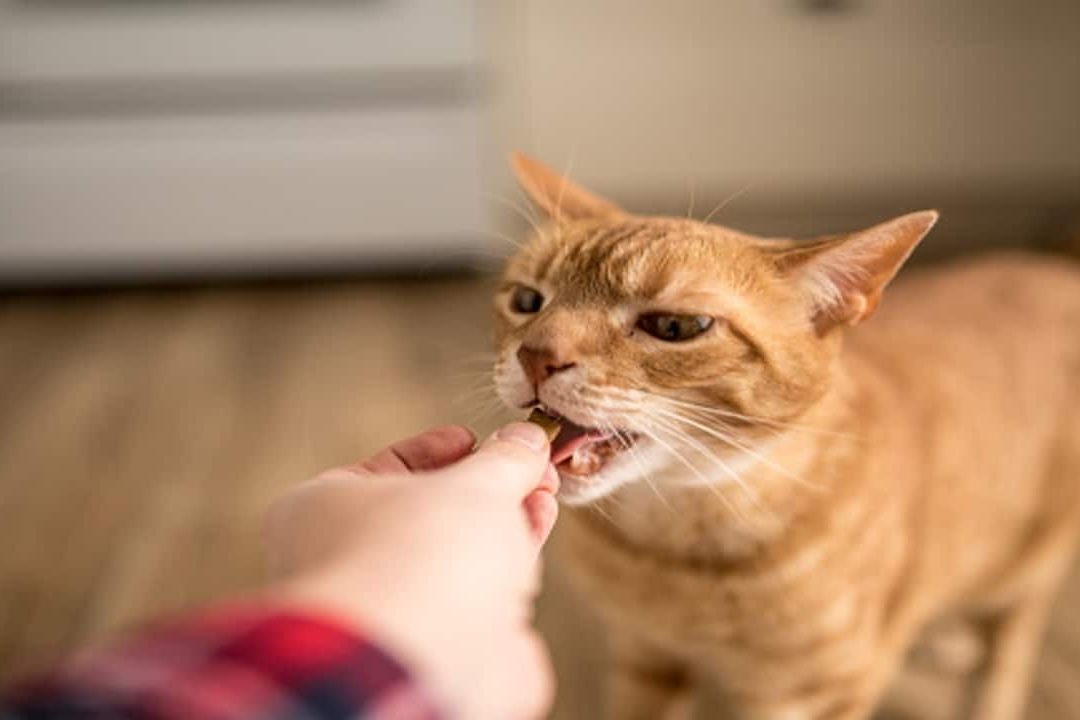 Estos son seis alimentos que no debe comer tu gato