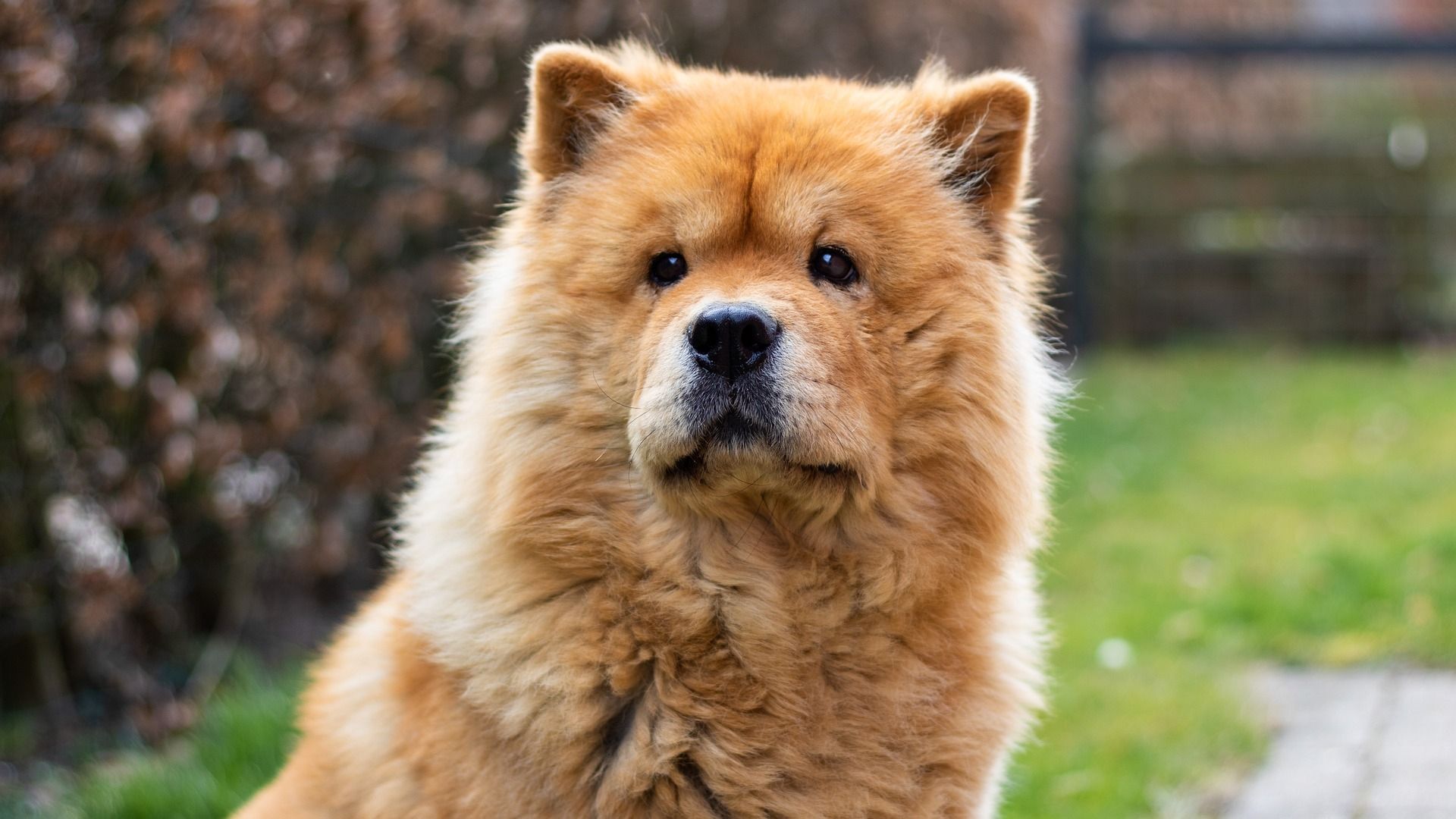 Chow chow, una de las razas más caras del mundo. Fuente: Pixabay