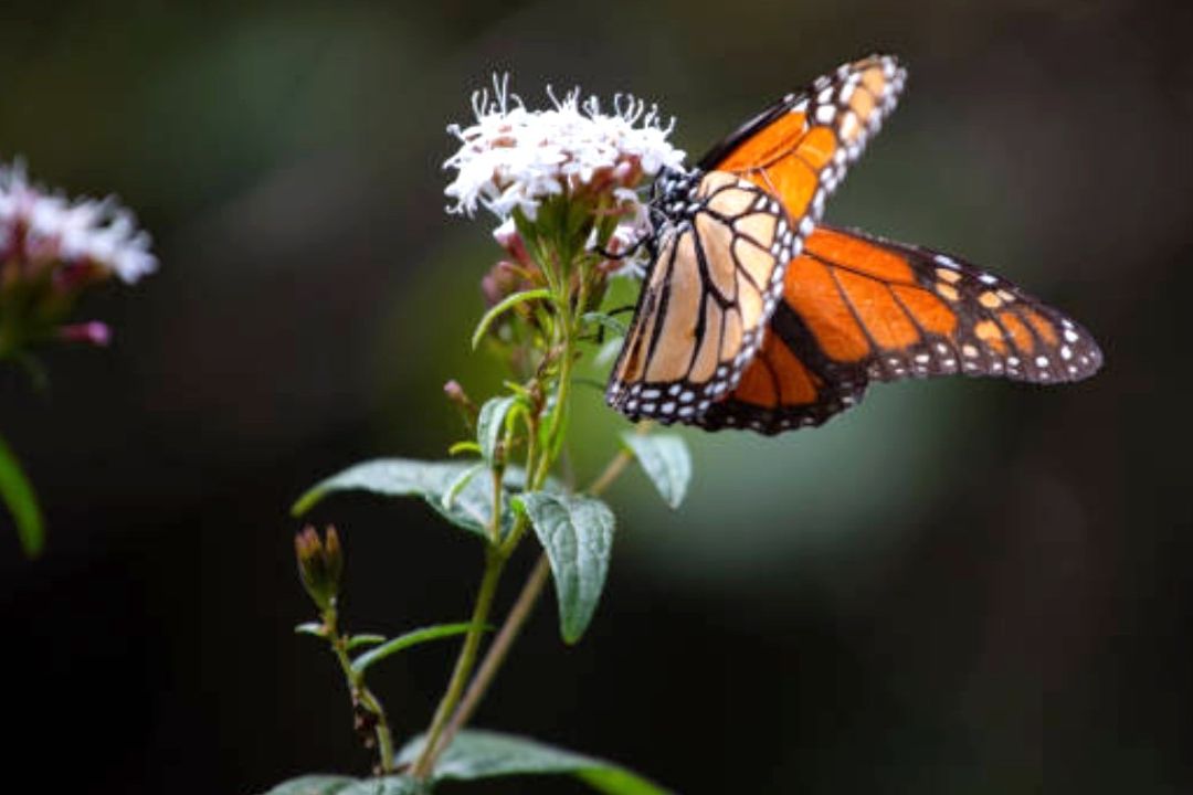 Empieza a llegar la mariposa monarca a México para su periodo de hibernación