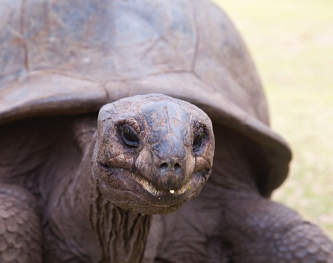 ¿Las Tortugas son Mudas? Estudio Descubre Cómo se Comunican