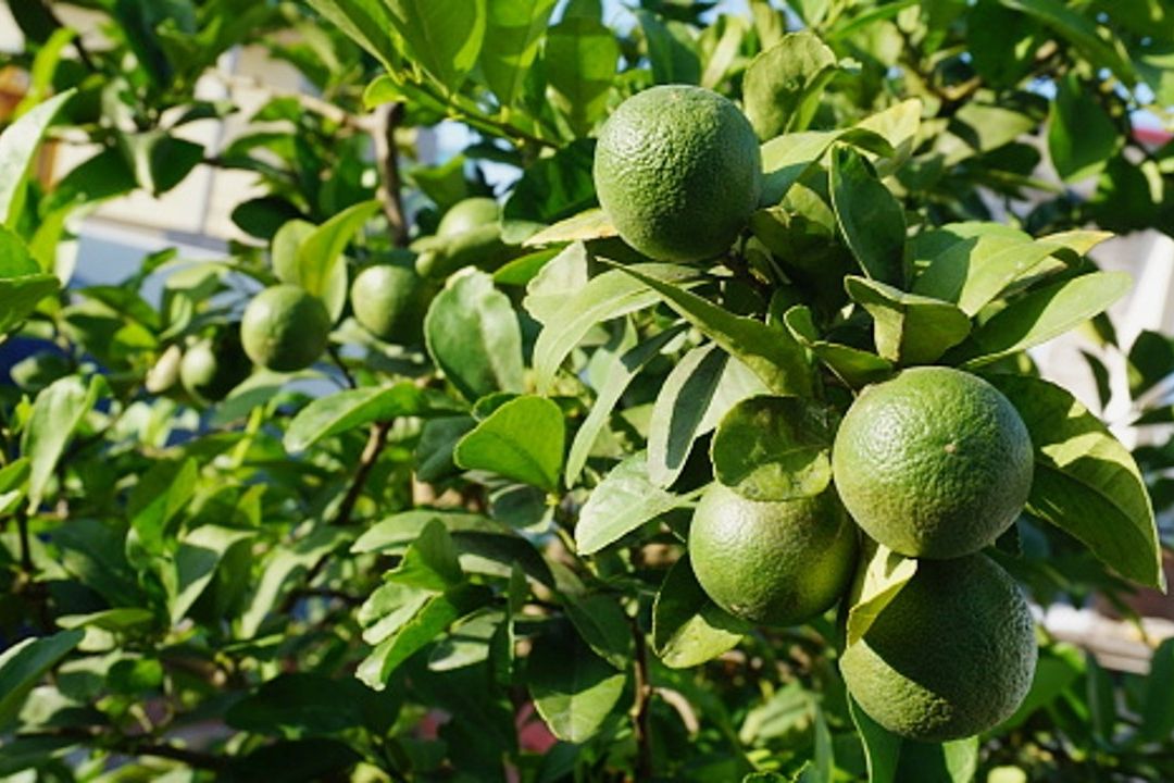 Pasos para sembrar tu propio árbol de limones en maceta