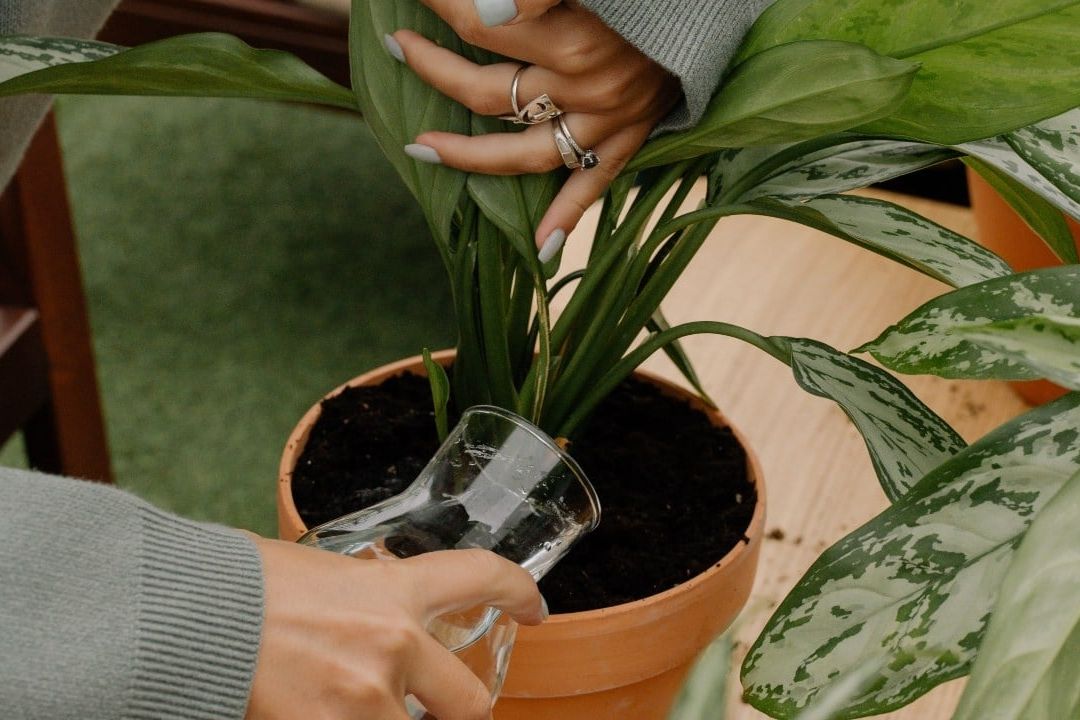 ¿Por qué se secan las puntas de las hojas de las plantas de interior?