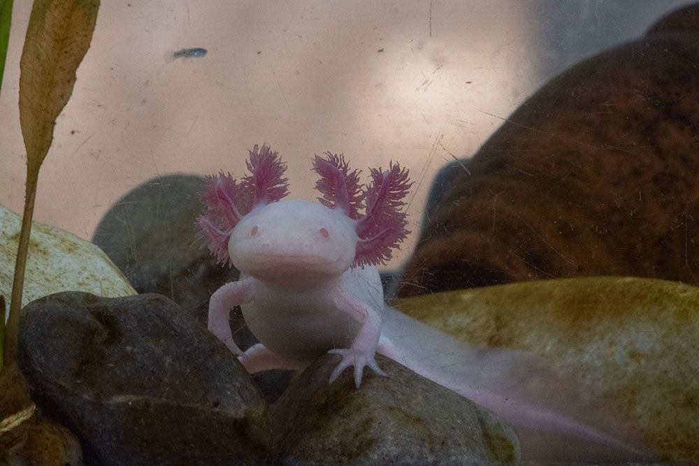 Animales mexicanos que están en peligro de extinción
