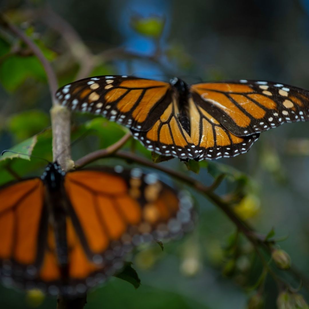 Mariposas monarca captadas en México