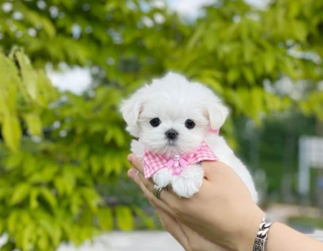 La cría de perros mini toy se lleva a cabo a través de prácticas poco éticas que les provocan problemas de salud como huesos frágiles o dificultad para respirar.