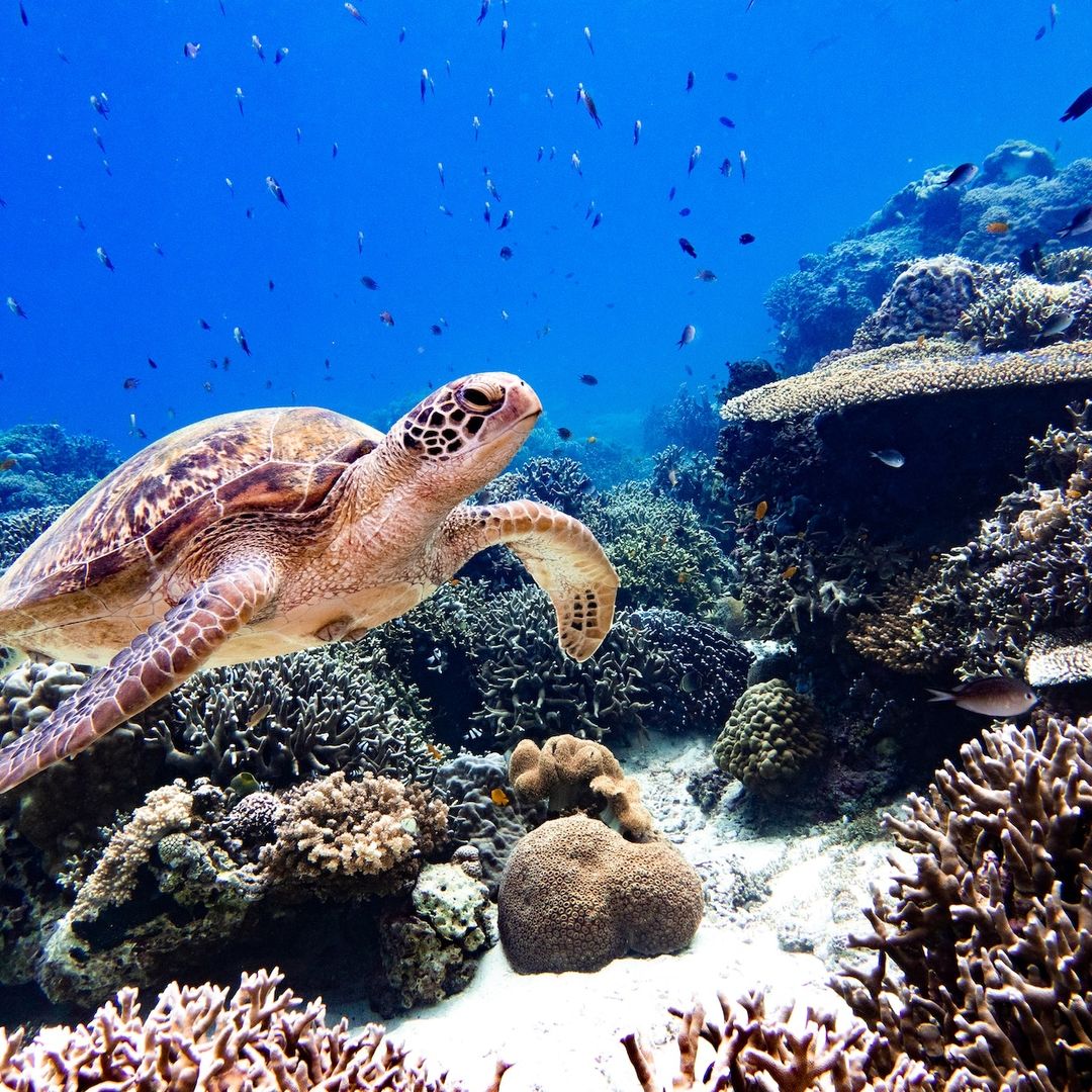 Tortuga en un arrecife de coral