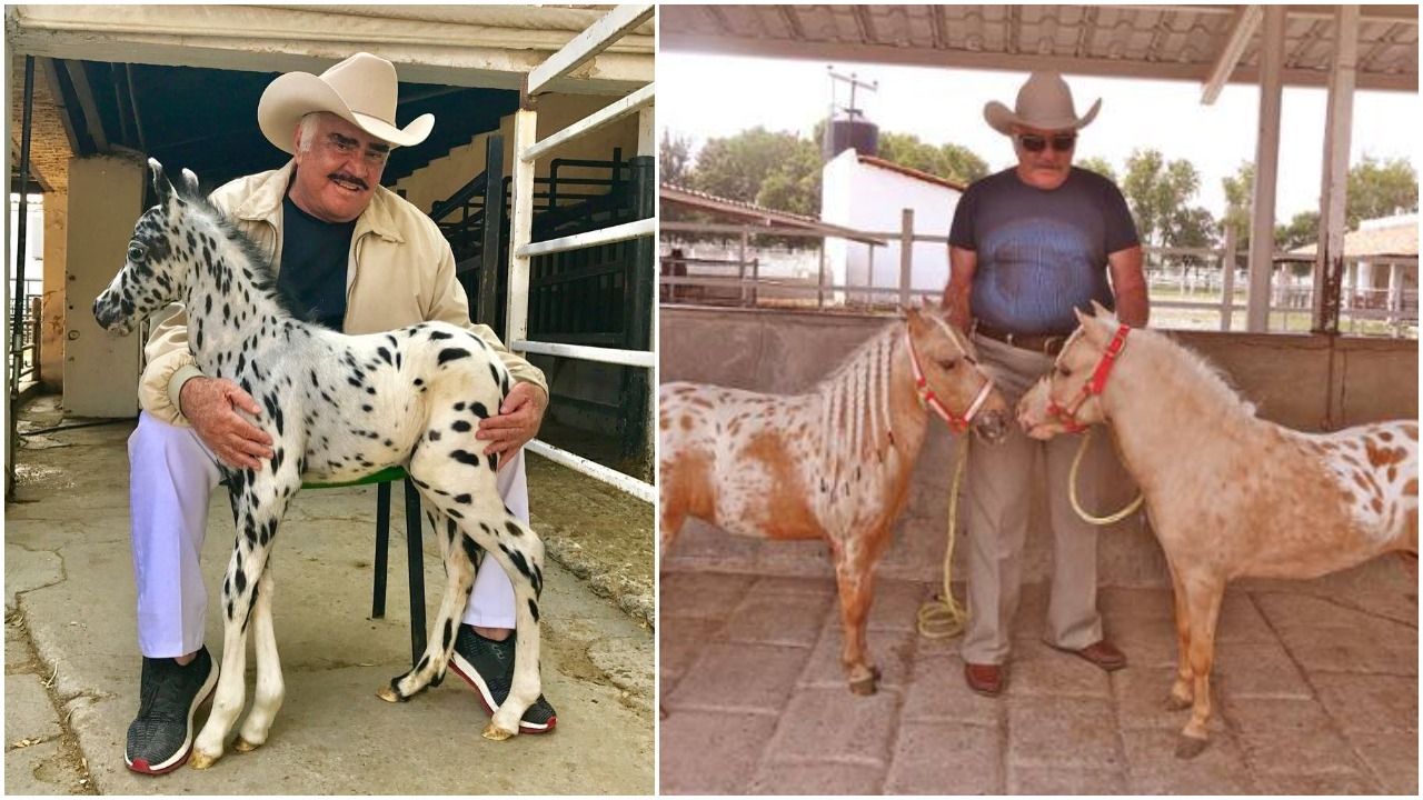 Los caballos miniatura, el negocio que apasionaba a Vicente Fernández