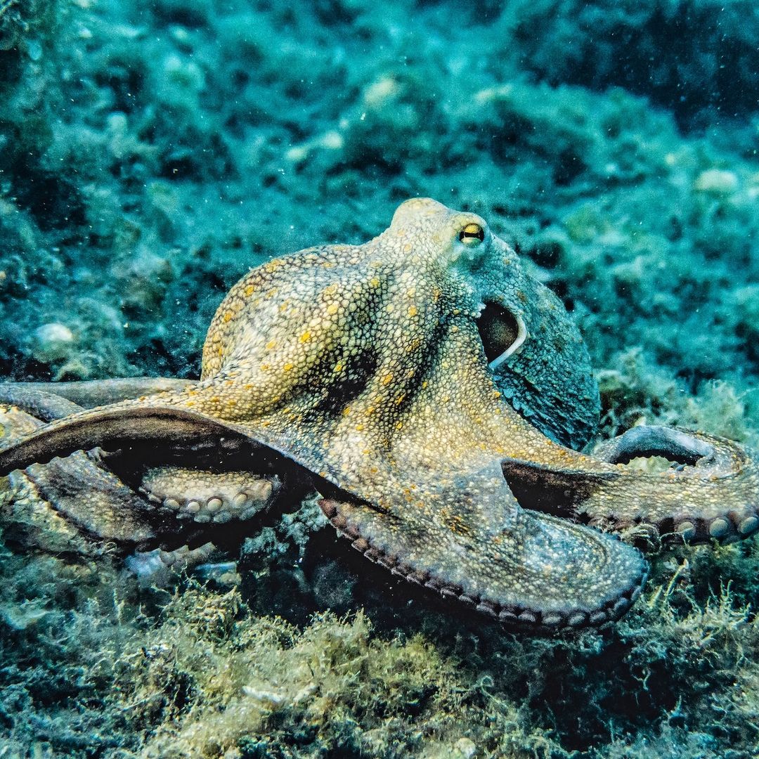 Pulpo en el fondo del mar