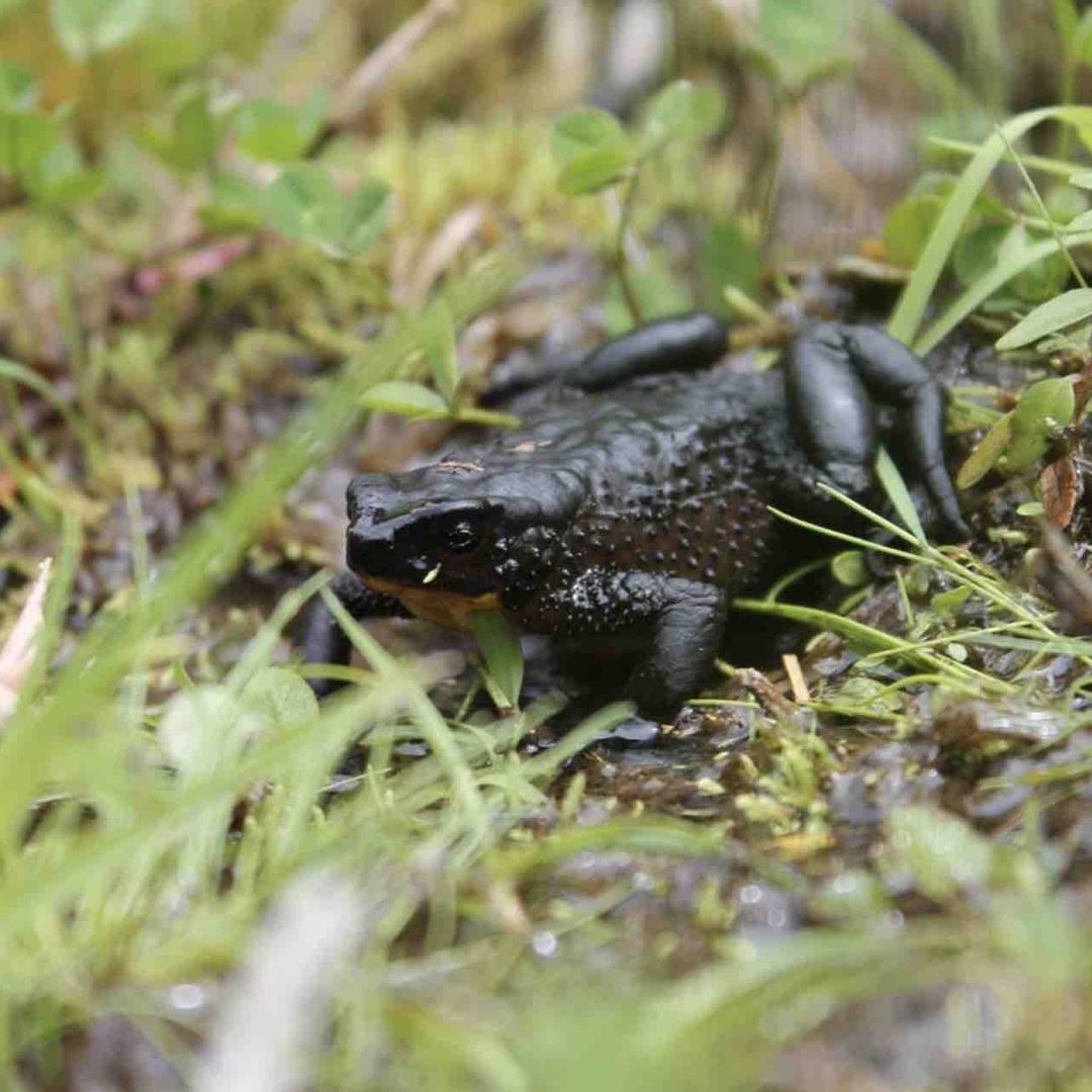 Rana arlequín que se creía extinta en Ecuador