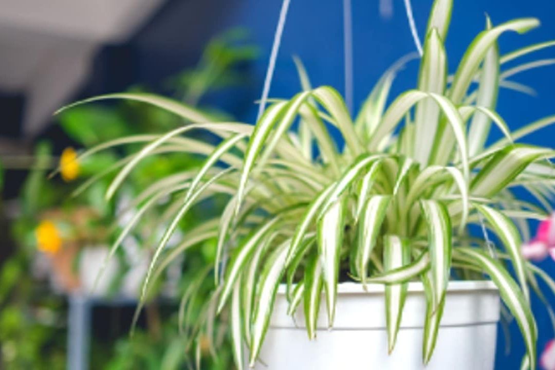 Tips para mejorar los cuidados de tu planta malamadre
