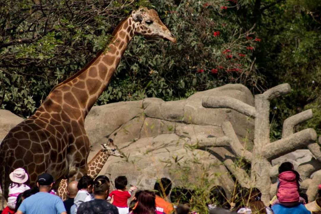 La Sedema abrió la convocatoria para diseñar el logo de los 100 años del Zoológico de Chapultepec.