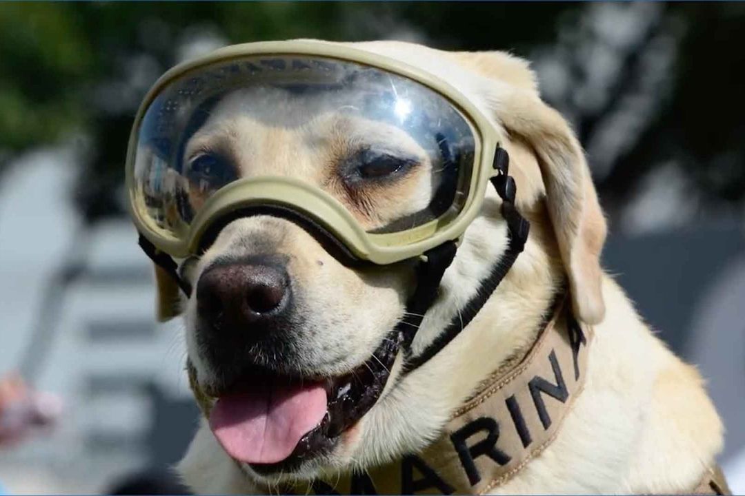Frida inició su carrera en 2010, en el terremoto de Haití