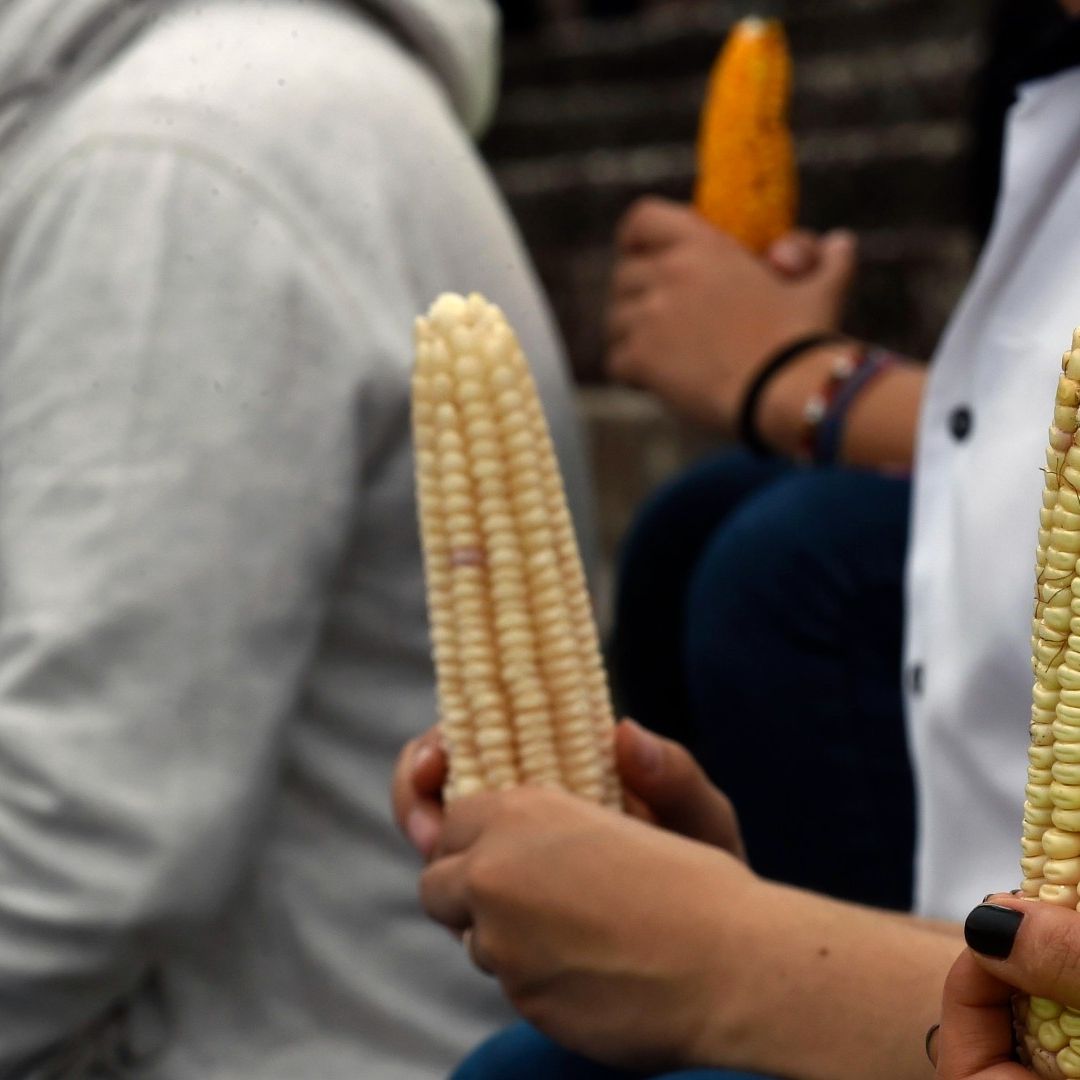 La prohibición del maíz transgénico ha causado polémica en todos los sectores