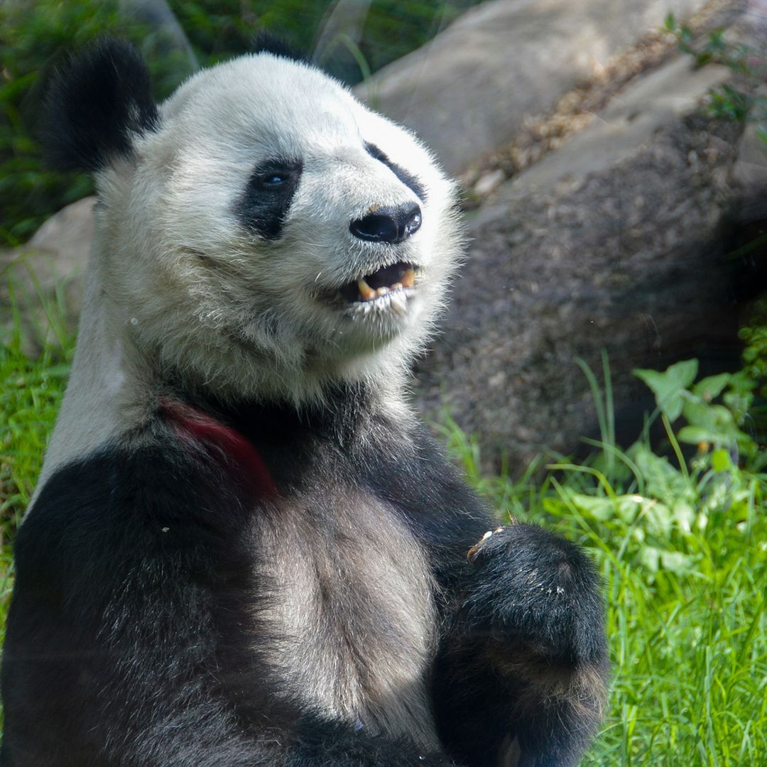 Xin Xin en el Zoologico de Chapultepec