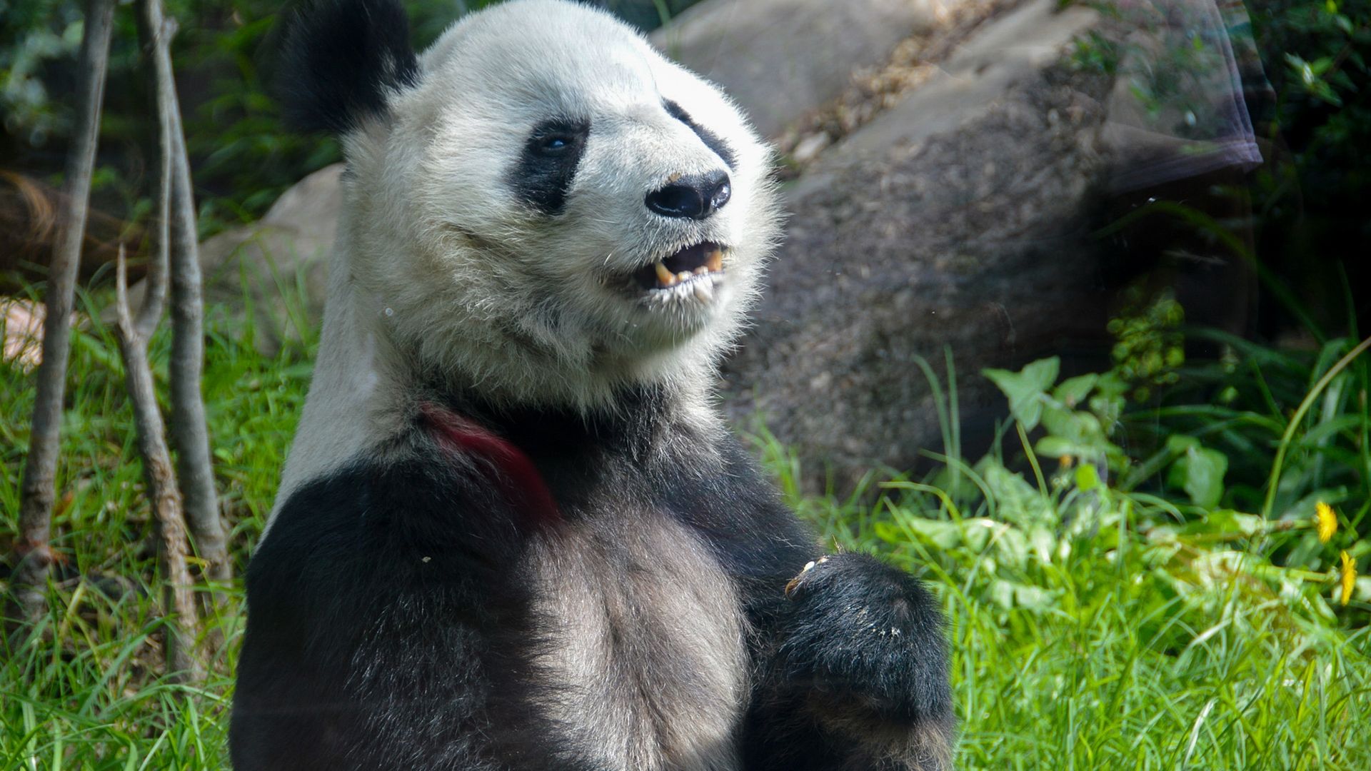 Xin Xin en el Zoologico de Chapultepec