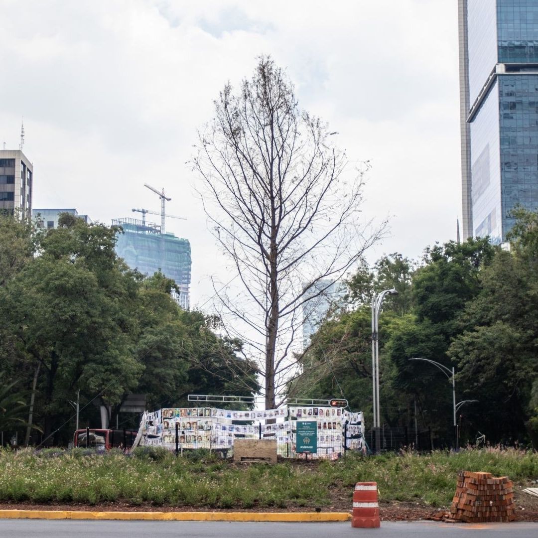 Ahuehuete de Reforma continúa vivo, asegura Sedema