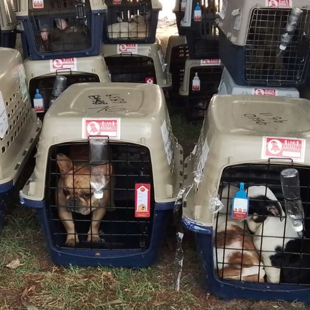 Más de 200 perros rescatados por policías de CDMX