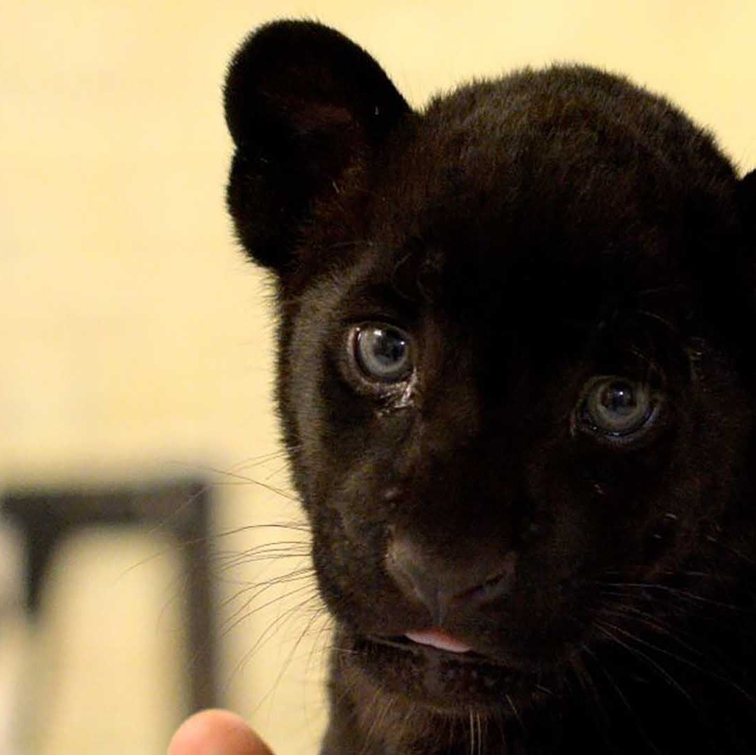 Cachorro de jaguar