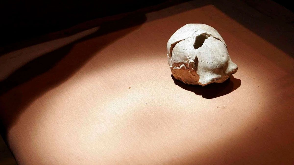 Cráneo de Homo erectus hallado en China