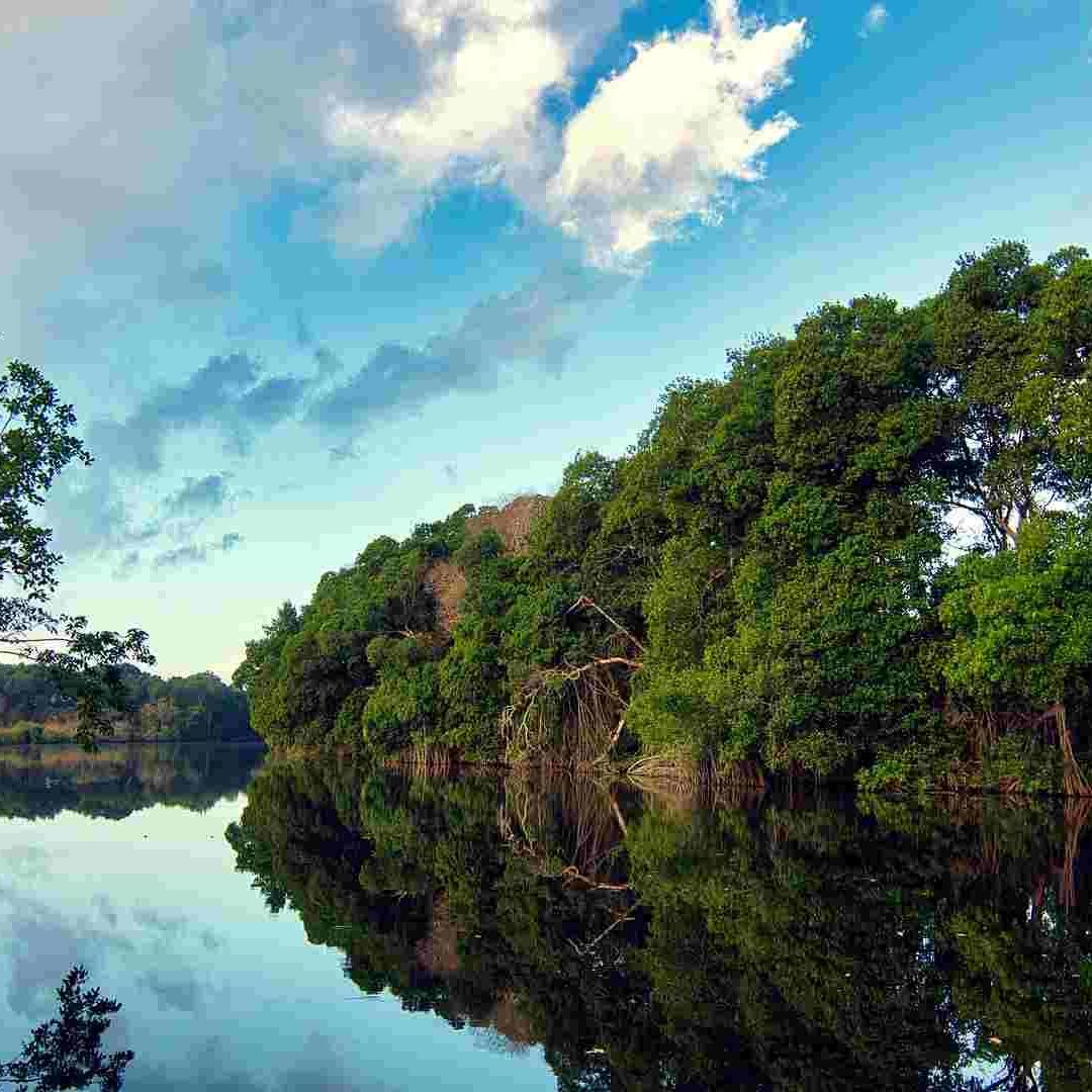 Los manglares absorben el CO2 50 veces más rápido que cualquier otro árbol