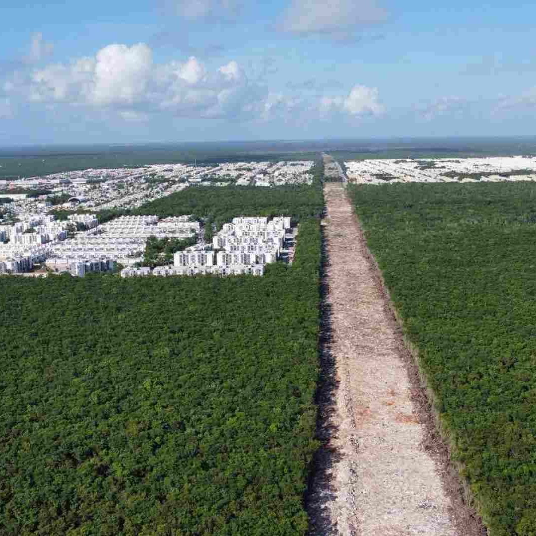 El Tramo 5 del Tren Maya ha provocado una disputa jurídica entre el gobierno y ambientalistas