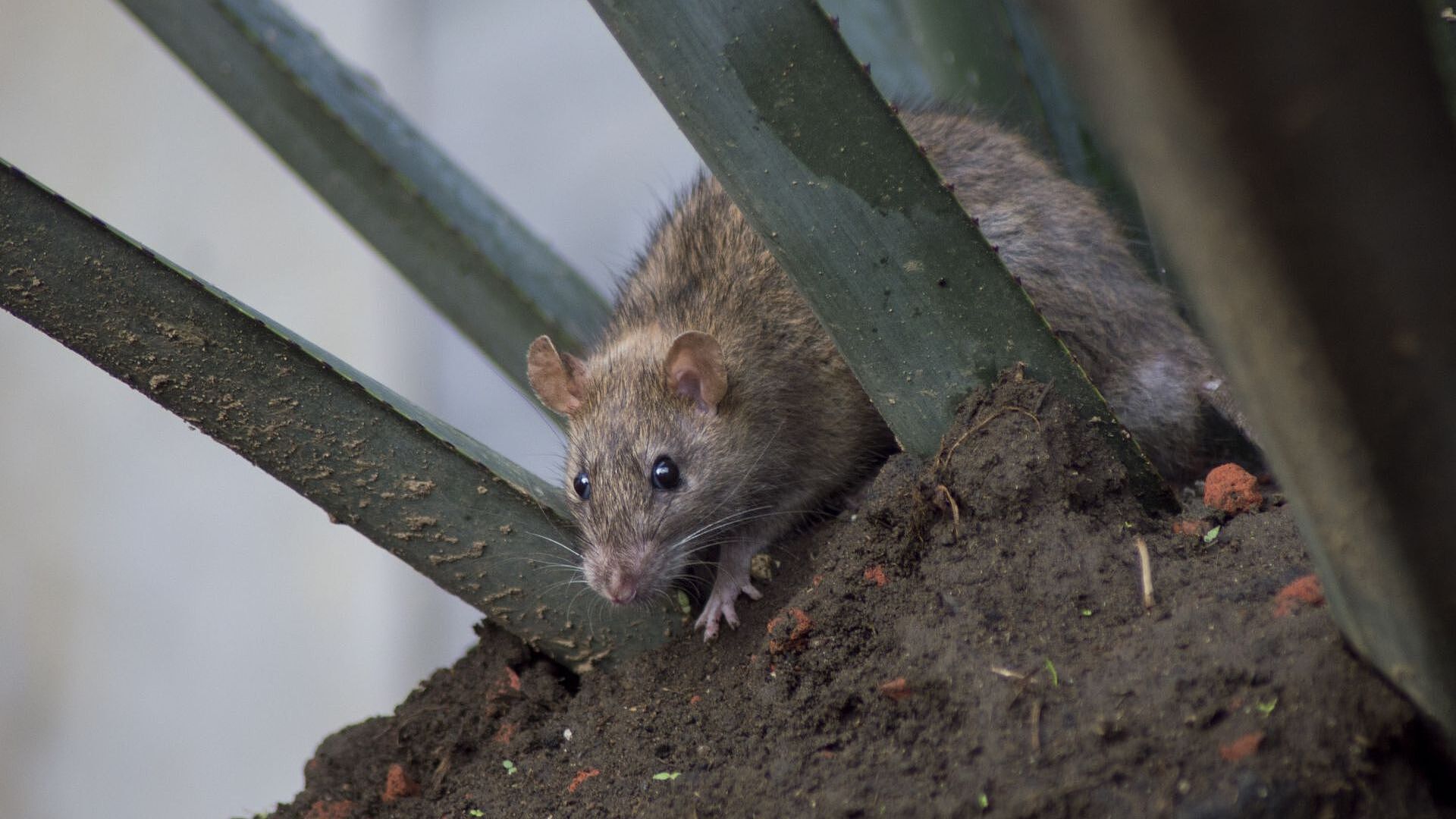 Plaga de Ratas en CDMX: Este Plan Podría Erradicar a la Fauna Nociva en ...