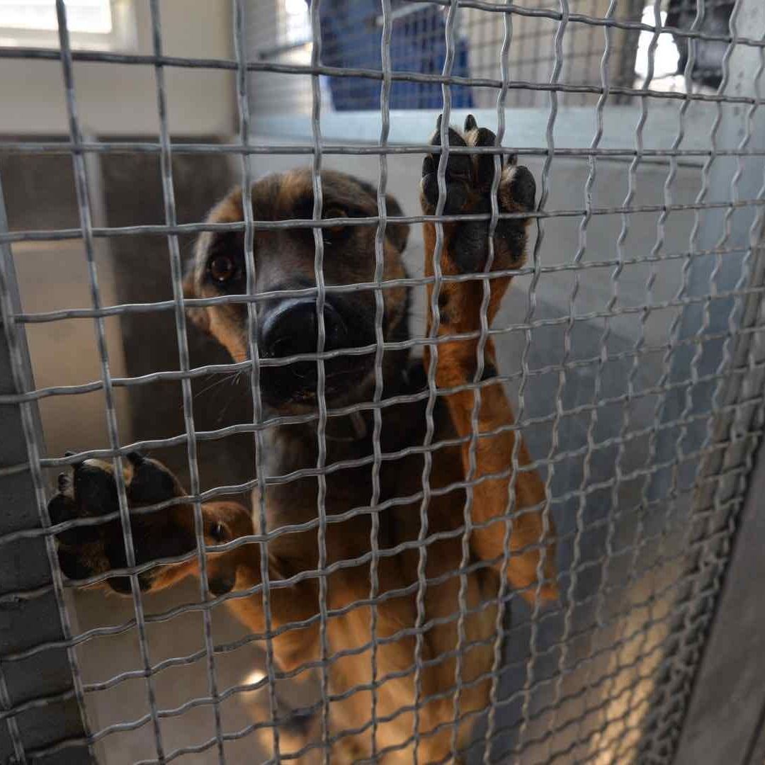 Adopta un perro rescatado de las instalaciones del Metro de la CDMX