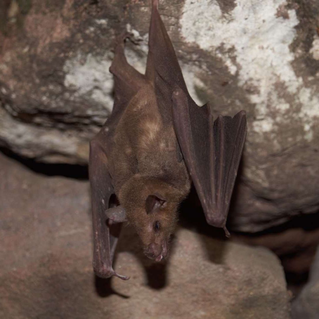 Un murciélago trompudo colgado en el techo de una cueva