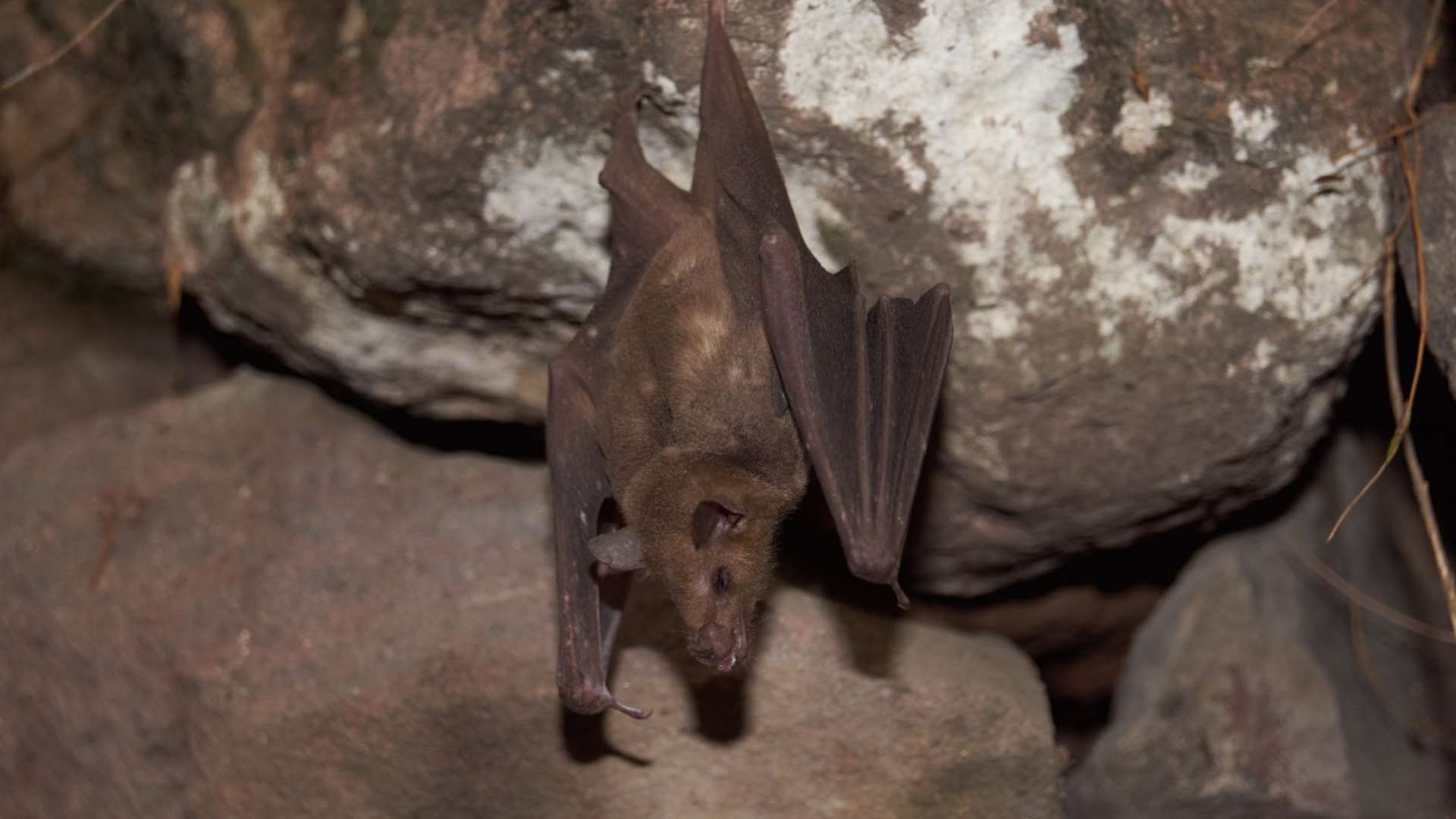 Un murciélago trompudo colgado en el techo de una cueva