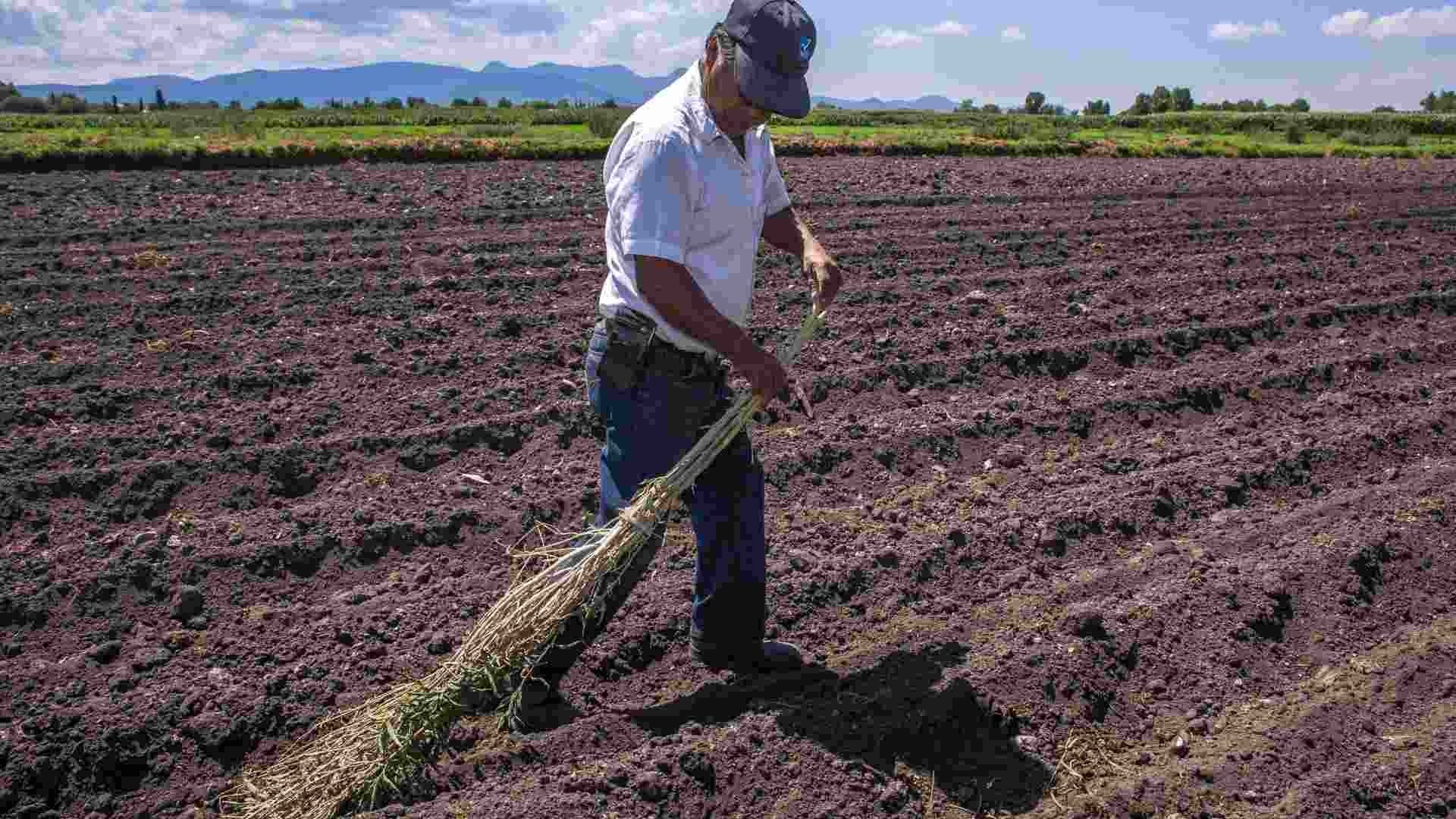Agricultores emplean glifosato para proteger sus siembras