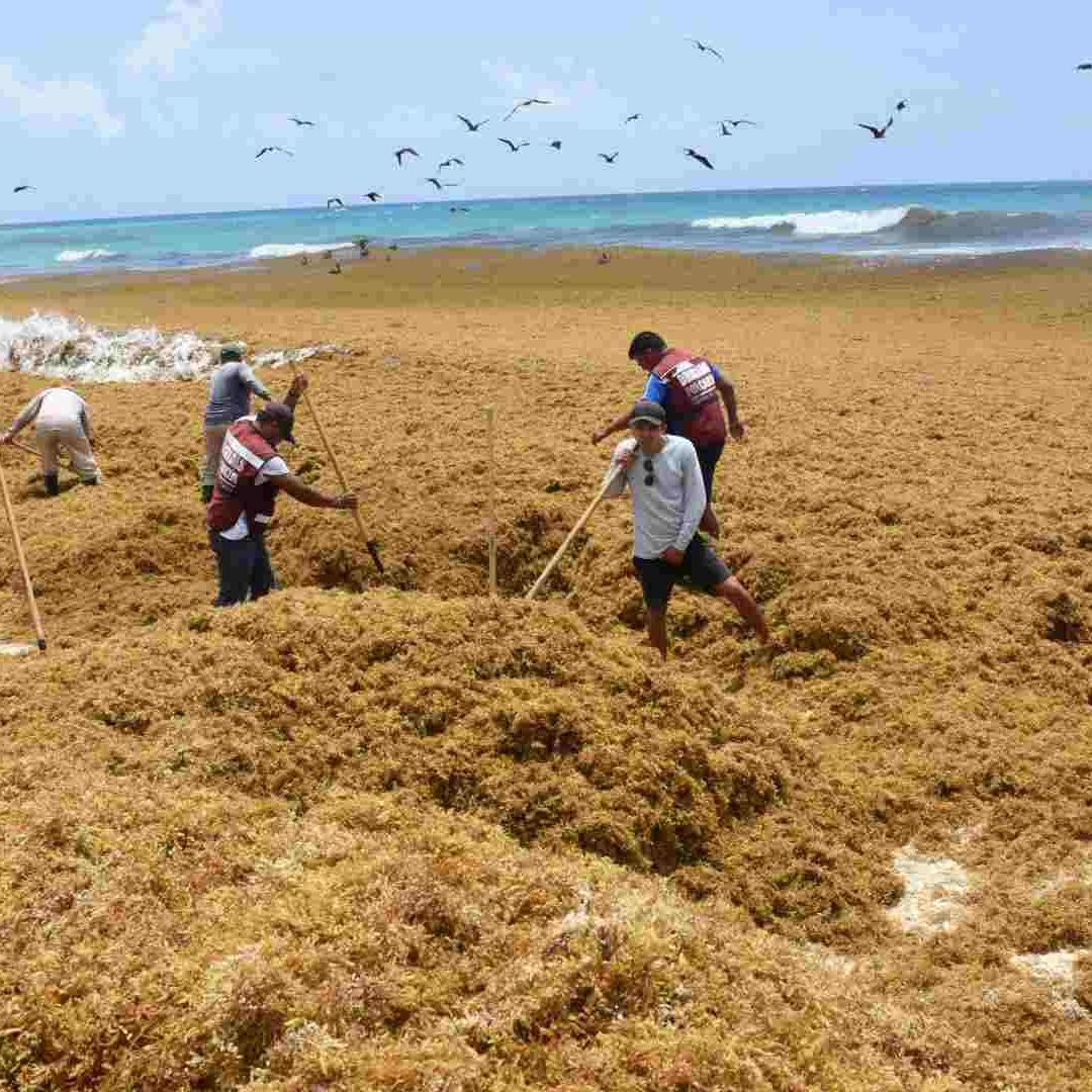 Cuadrillas de trabajadores retiran sargazo en Playa Marlín, en Cancún