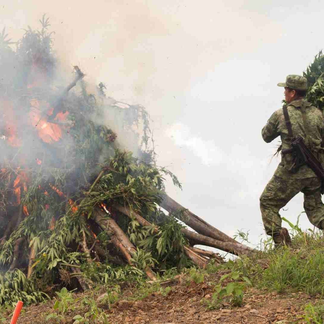 Un militar del Ejército incinera marihuana en Culiacán, Sinaloa