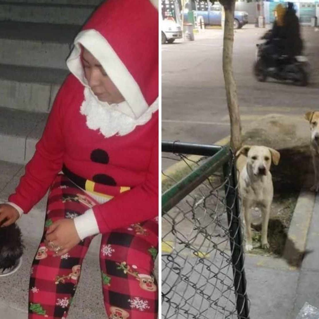 Mujer da de comer a perros de la calle en Ecatepec