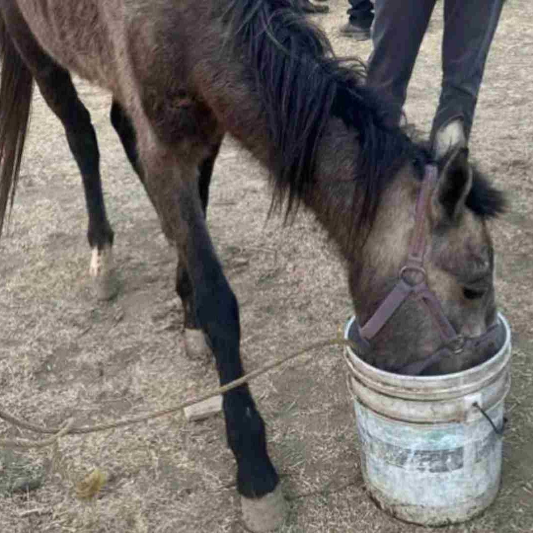 Rescate de yegua por maltrato animal en Chalco