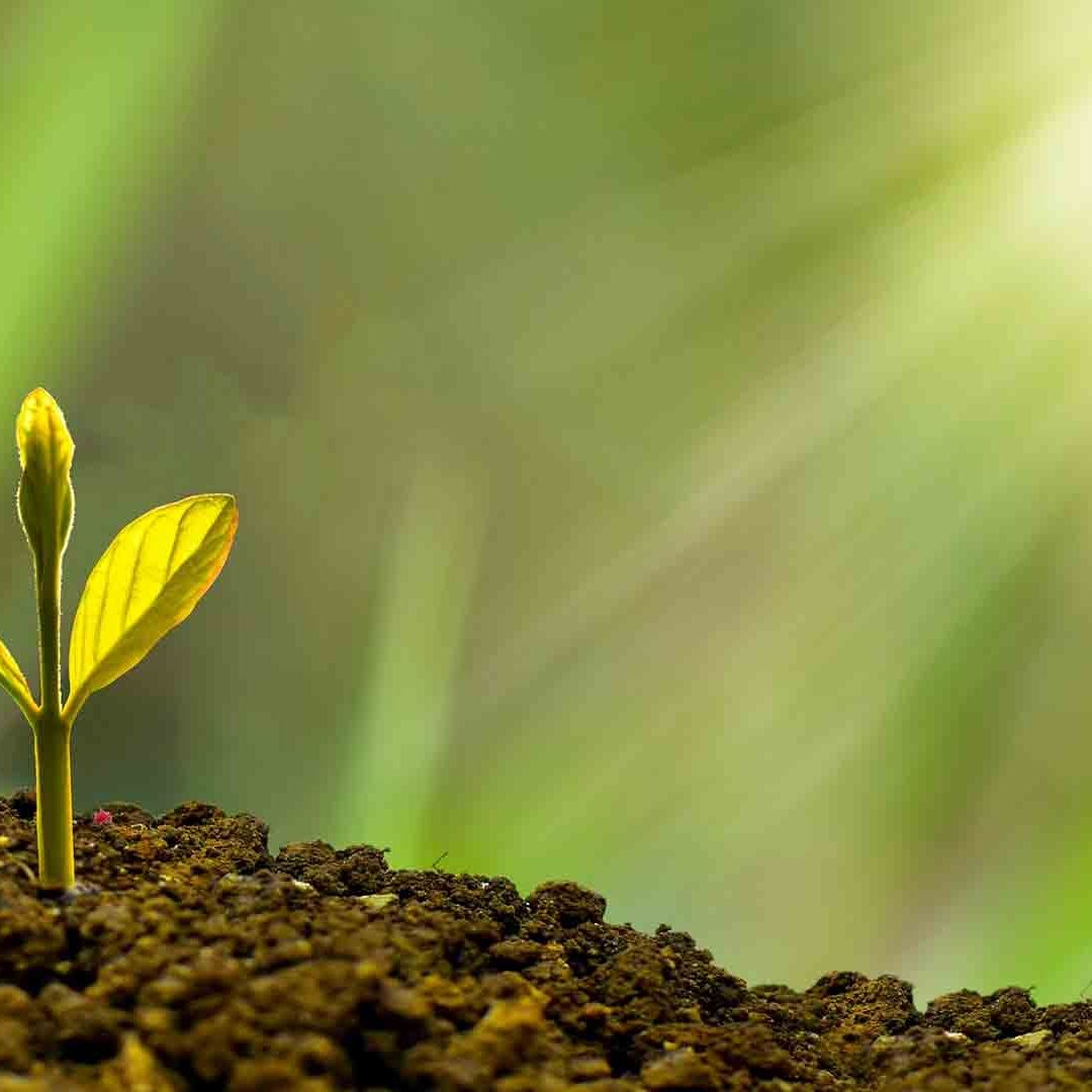 Científicos de la Universidad de California descifraron las señales que las plantas se envían para iniciar la fotosíntesis