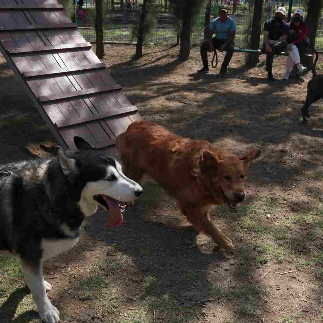 No recoger las heces de un perro en la CDMX es sancionado con una multa de hasta más de 3 mil pesos