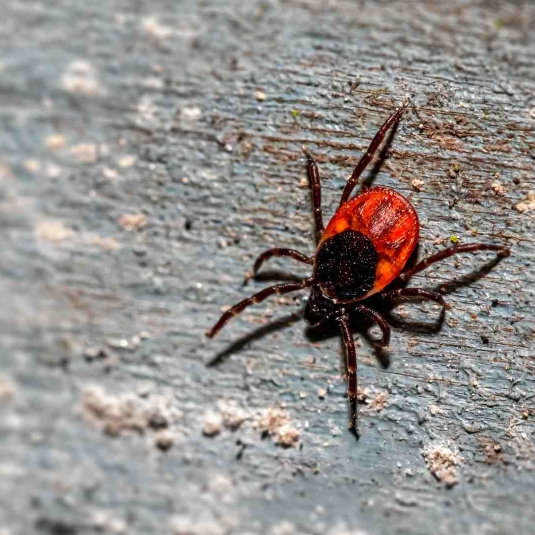 Muere menor tra picadura de garrapata