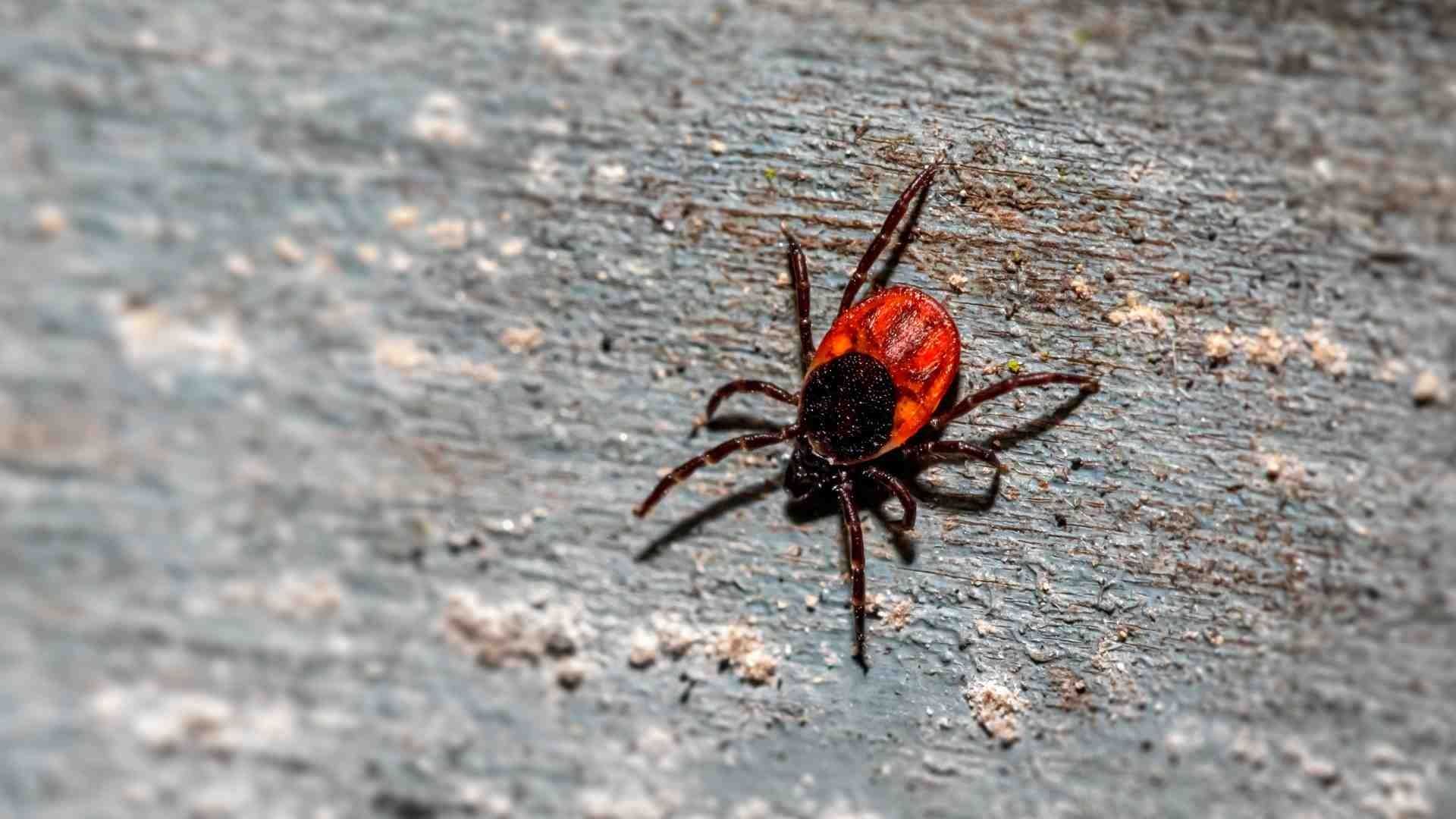 Muere menor tra picadura de garrapata