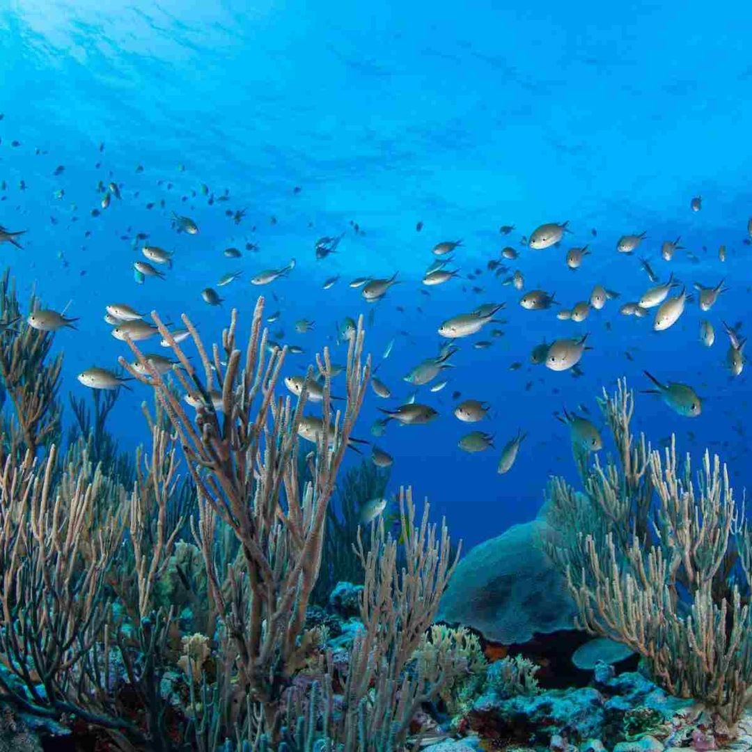 Millones de especies y personas dependemos del buen estado de salud de la biodiversidad