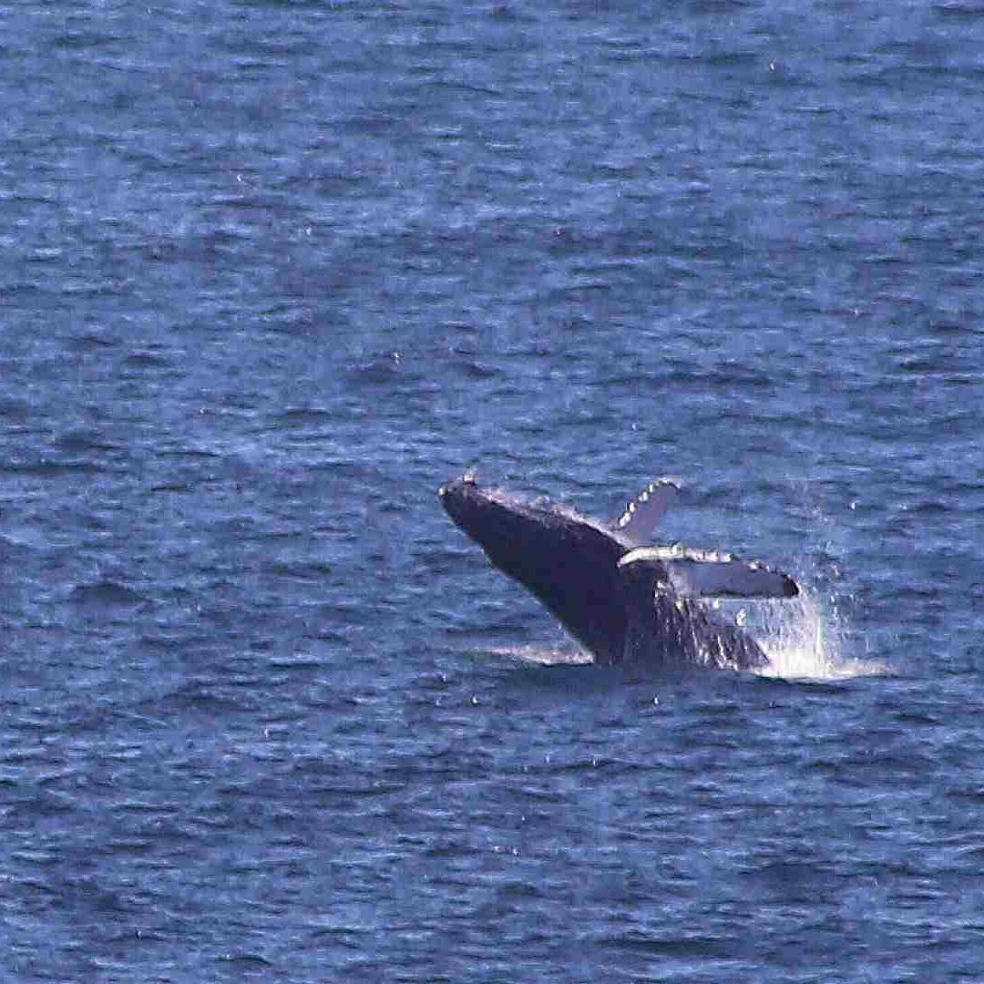 La entidad cuenta con tres zonas autorizadas por la Semanart para la observación de ballenas, en su ruta migratoria: Bahías de Huatulco, Puerto Ángel-Mazunte y Puerto Escondido.